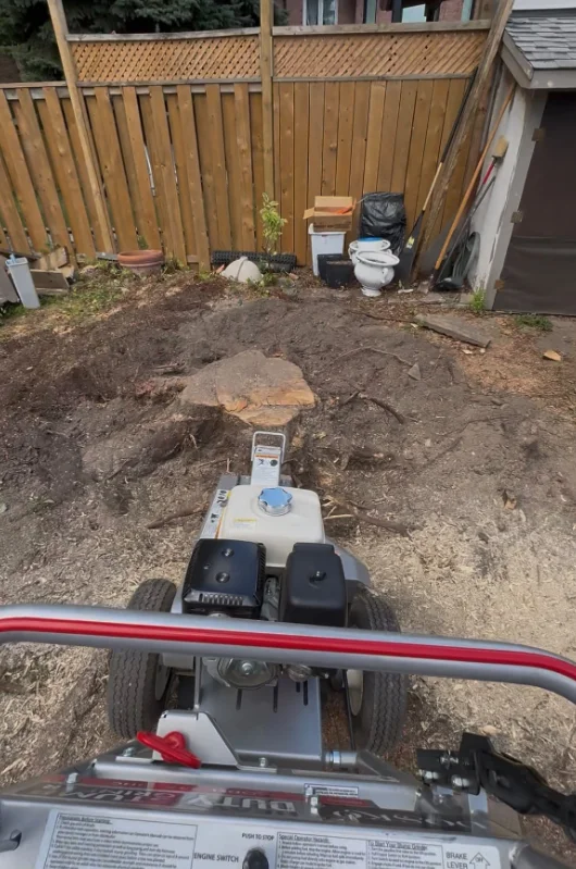View over a stump grinder toward a tree stump in a cleared Scarborough, Ontario backyard