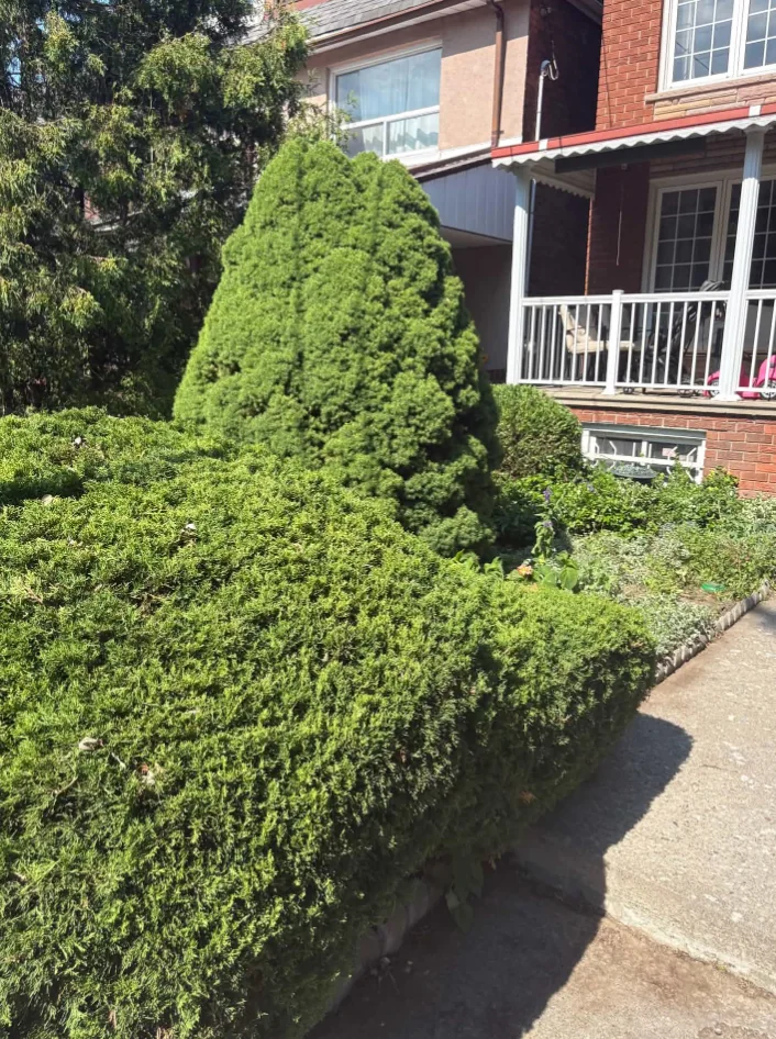 Trimmed evergreen shrubs beside a brick home