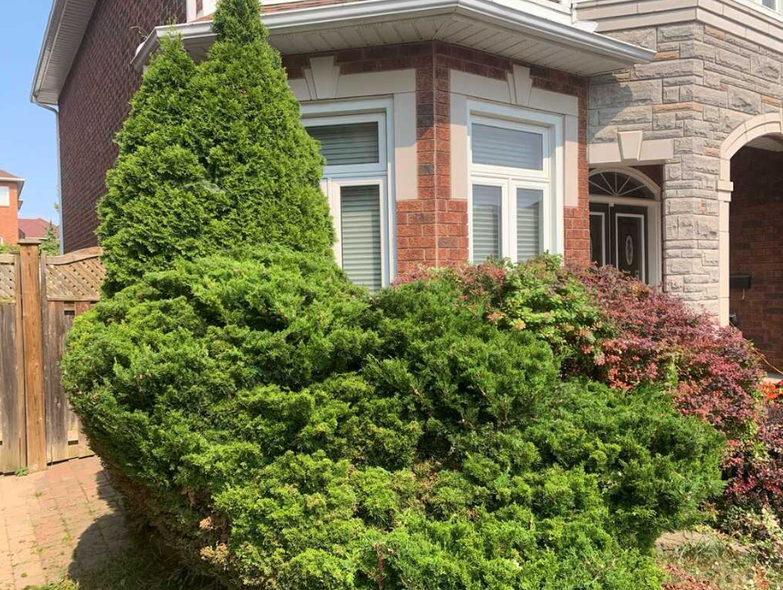Freshly trimmed cedar hedge and shaped shrubs