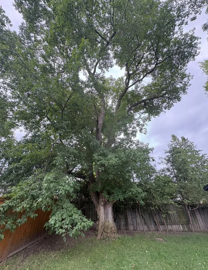 Mature leafy tree before removal in a Pickering, Ontario residential backyard